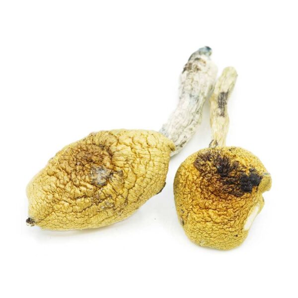 Golden Teachers Mushrooms